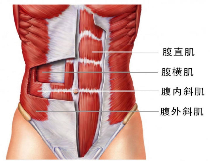 腹直肌分离，它附近的肌肉是什么？