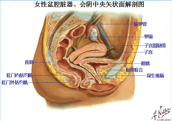 产后盆底康复|女性盆底主要胀器有哪些？