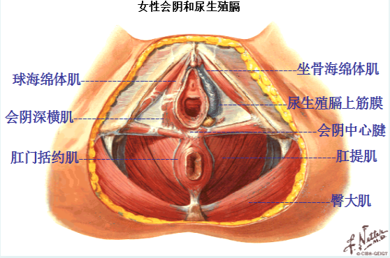 产后盆底修复，为什么产后的女性需要做盆底肌康复？