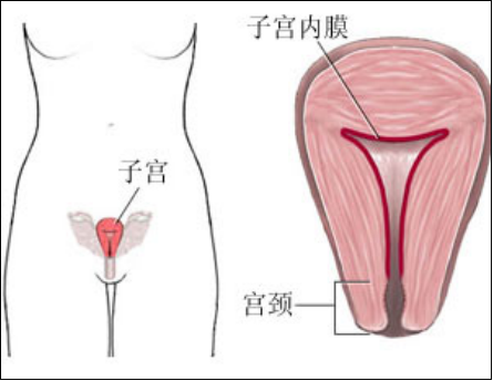 产后盆底肌怎么修复？你得知道为什么子宫内膜薄要治疗才能更好解决