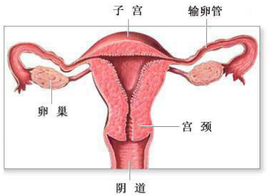 哪些原因会导致阴道松弛？