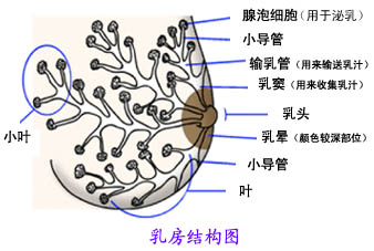 乳房的基本知识，母乳分析很重要