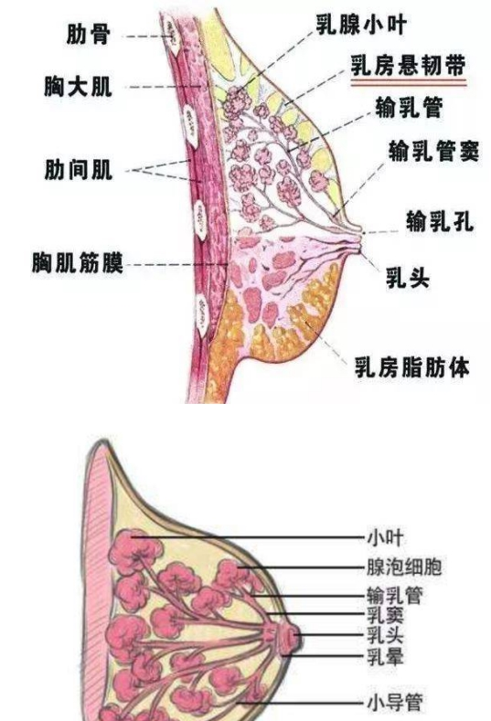 母乳喂养是否正常，需要稍微了解一下乳房的功能