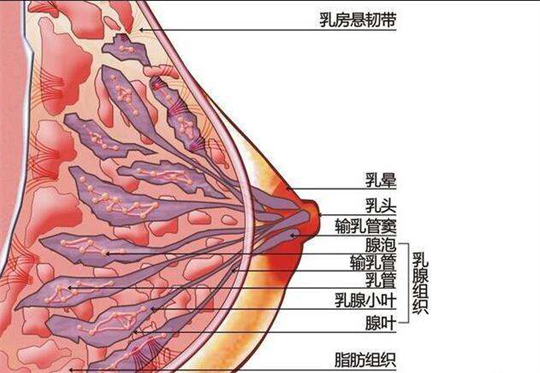 产康仪器如何及时为产后宝妈进行开奶、疏通