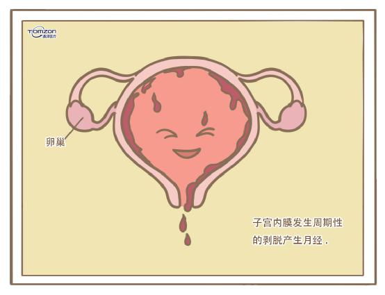 盆底康复治疗仪 盆底康复治疗仪可以保护女性私密领地的天然防线吗？