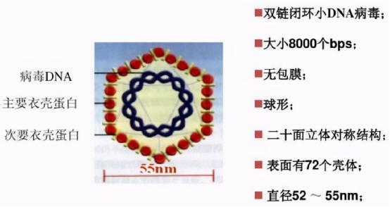 当产后盆底康复遇到了HPV感染，盆底康复治疗仪还能治疗产后盆底吗