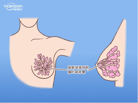 盆底康复治疗仪能帮助女性乳房哪些问题？