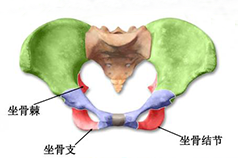 什么是盆底功能障碍性疾病