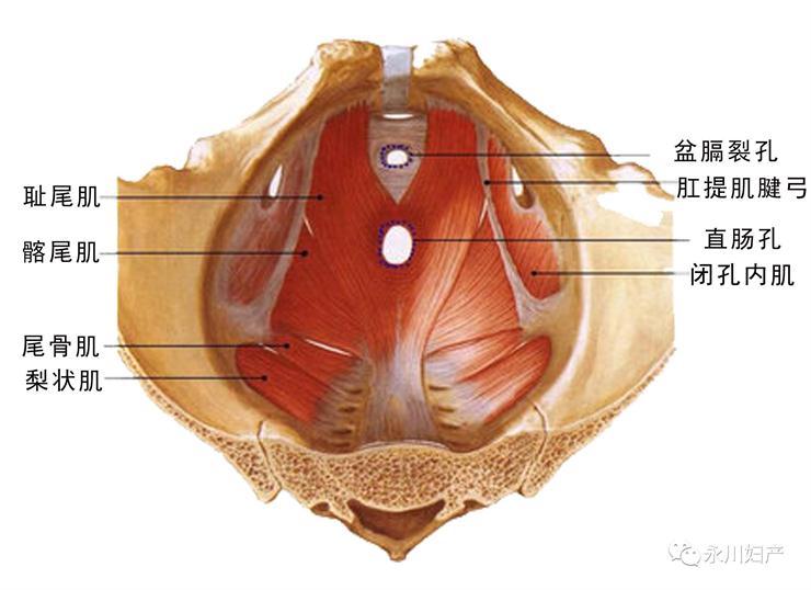 盆底康复治疗