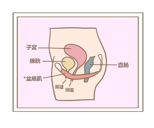 盆底肌修复仪器.jpg